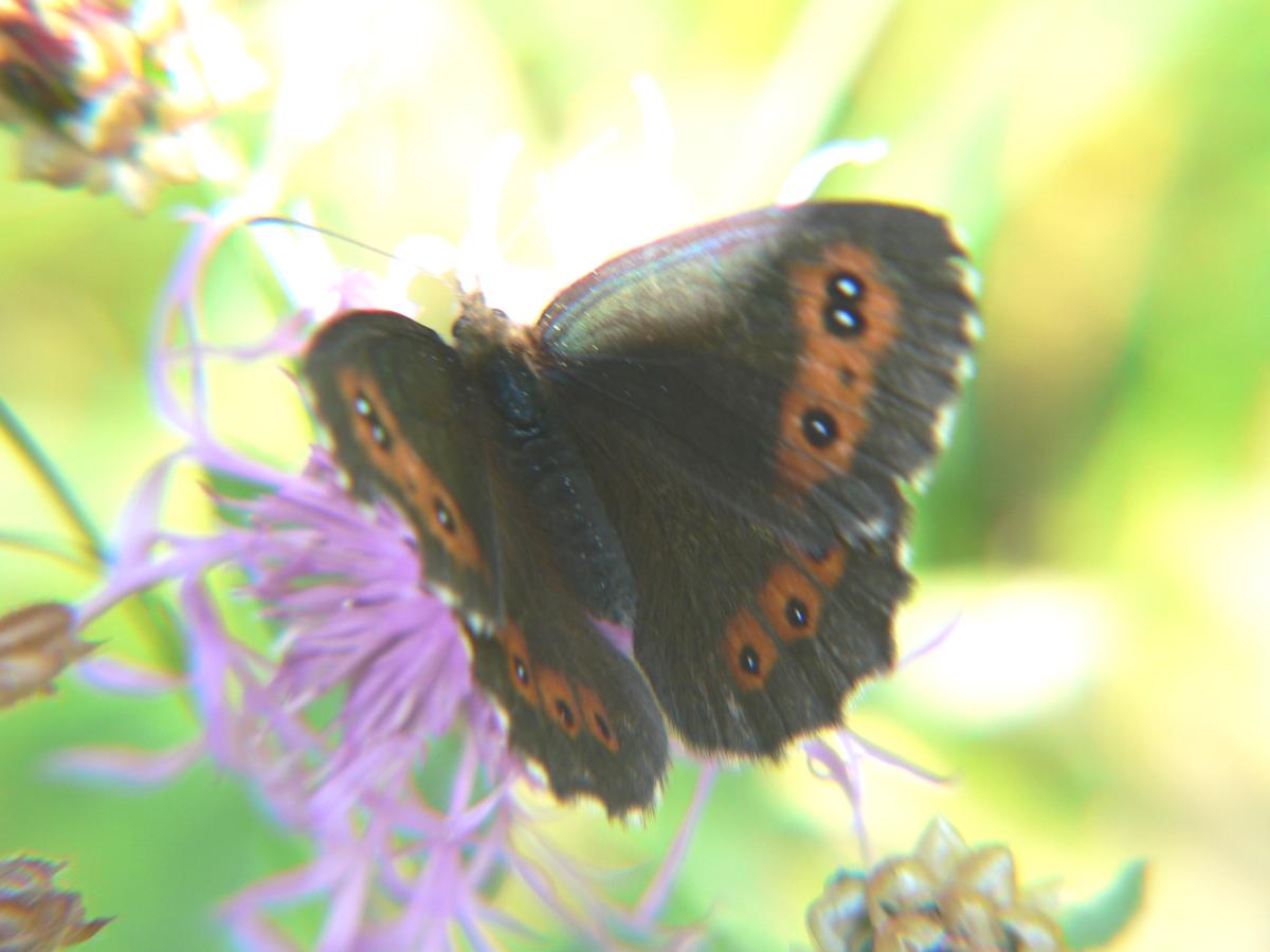 Erebia euryale ?